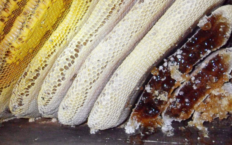 蜂蜜包装设计需要独特的精准性_昆明包装设计 a955.jpg